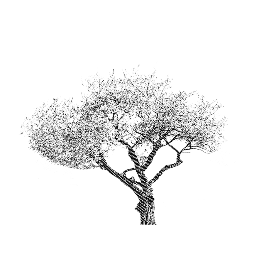 arbre vignoble DAMPT